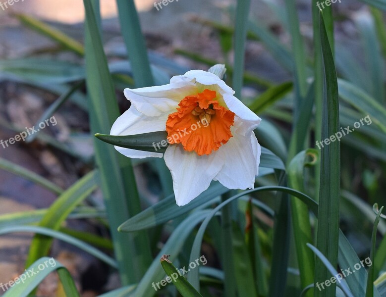 Narcissus Daffodil Flower Blossom Bloom