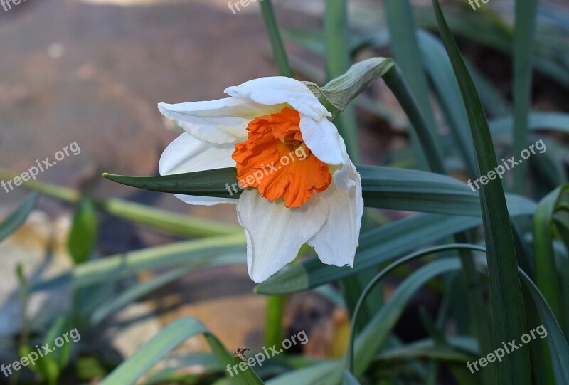 Narcissus Daffodil Flower Blossom Bloom