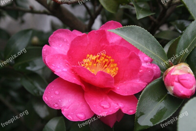 Camellia Flowers Winter Free Photos