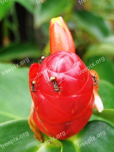 Ant Thailand Red Flower Golden Exotic