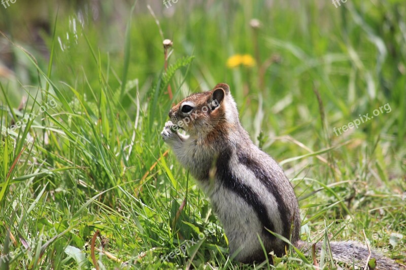 Chipmunk Canada Nature Free Photos