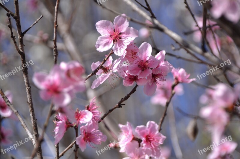 Peach Blossoms Springtime Pink Botany Flower