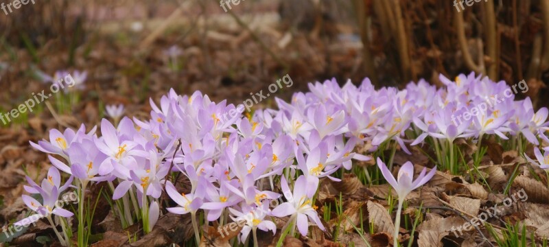 Spring Crocus Purple Blossom Bloom