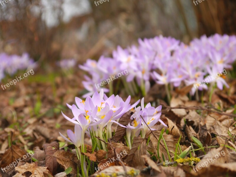 Spring Crocus Purple Blossom Bloom