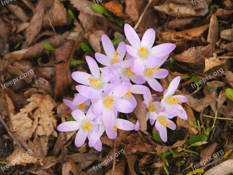 Spring Crocus Purple Blossom Bloom