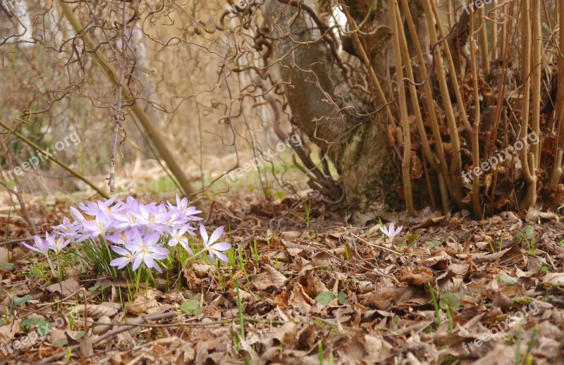 Spring Crocus Purple Blossom Bloom