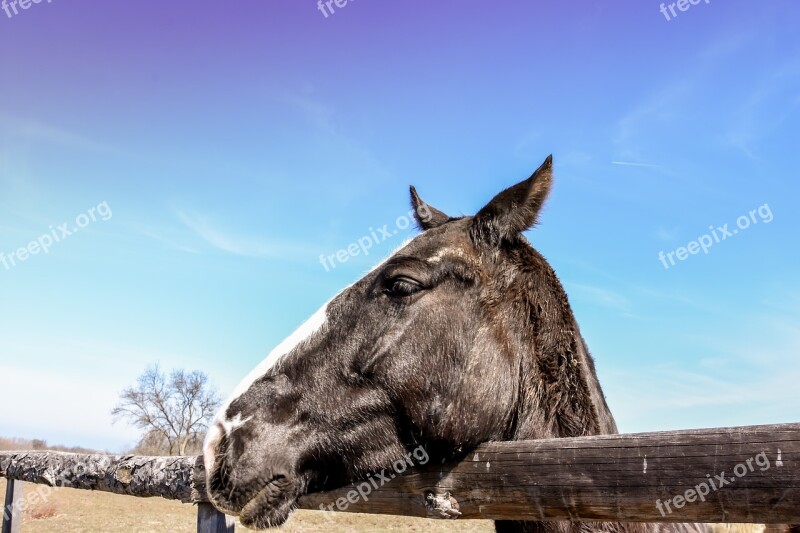 Wild Horse Horses In Ranch Horse In Farm Wild Ranch