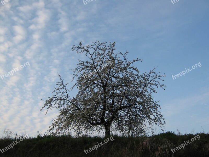 Cherry Blossom Cherry Blossoms Sky Cherry White