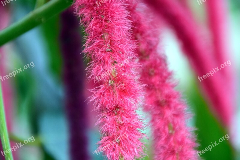 Cattail Acalypha Hispida Blossom Bloom Pink