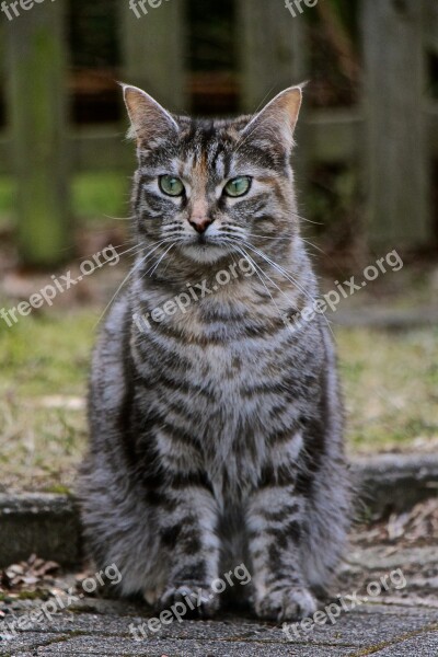 Cat Fur Grey Eyes Green