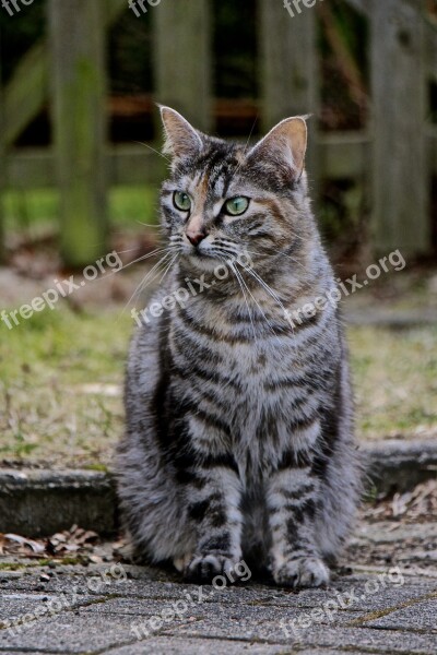 Cat Fur Grey Eyes Green