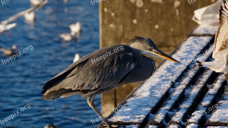 Bird Heron Grey Winter Lake