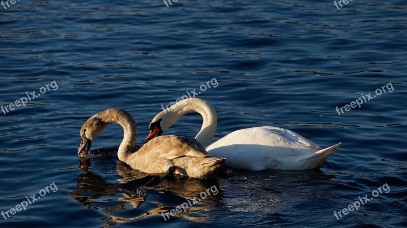 Swan Lake Food Bread Eating