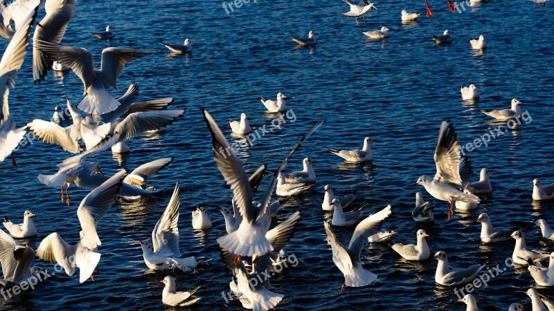 Birds Flight Wild Seagull Lake