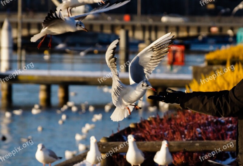 Birds Food Feeding Hand Hand Fed