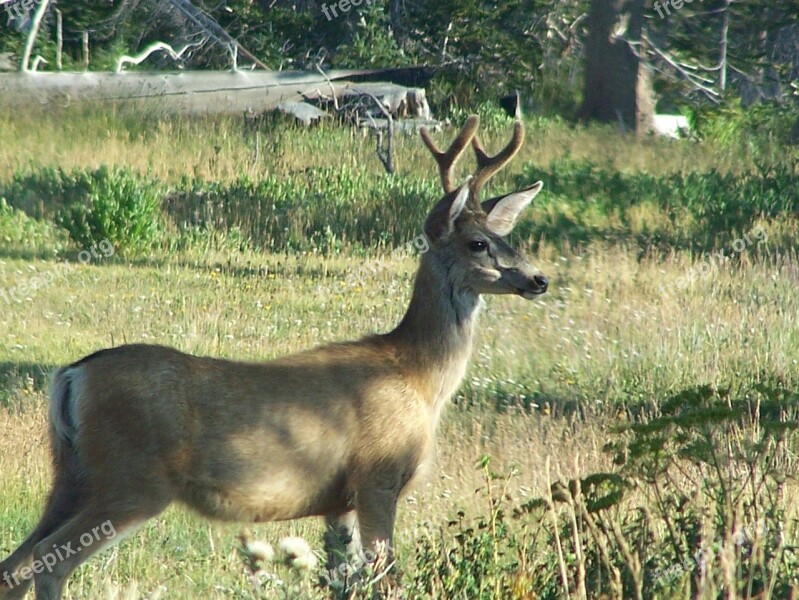 Mule Deer Buck Wildlife Nature Ears