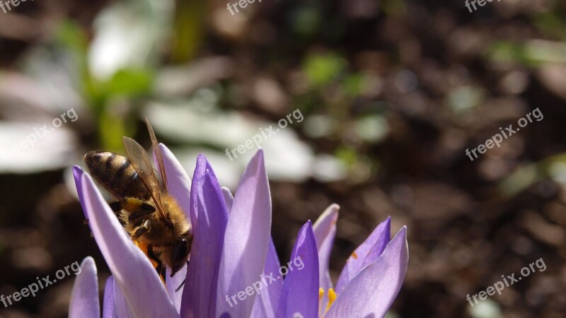 Crocus Bee Purple Spring Plant