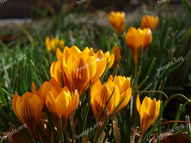 Crocus Yellow Bloom Blossom Plant