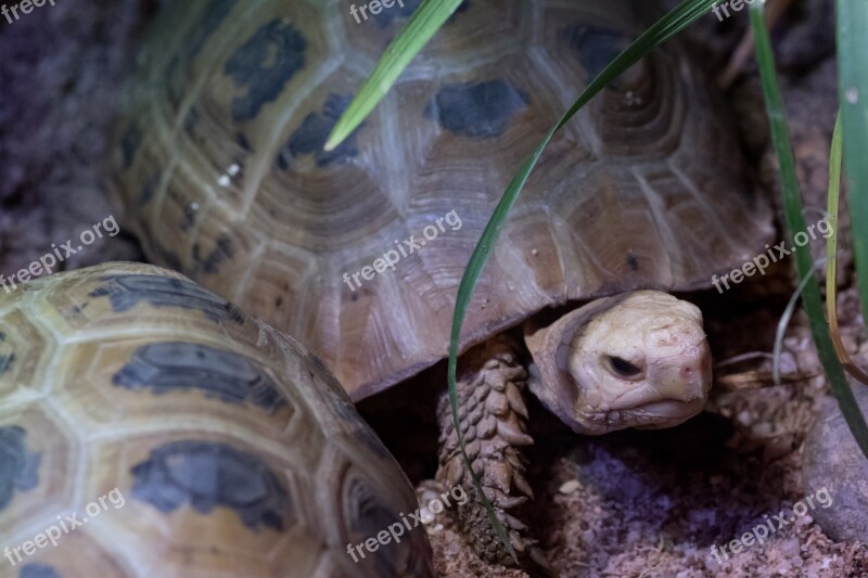 Turtle Zoo Animal Nature Wildlife