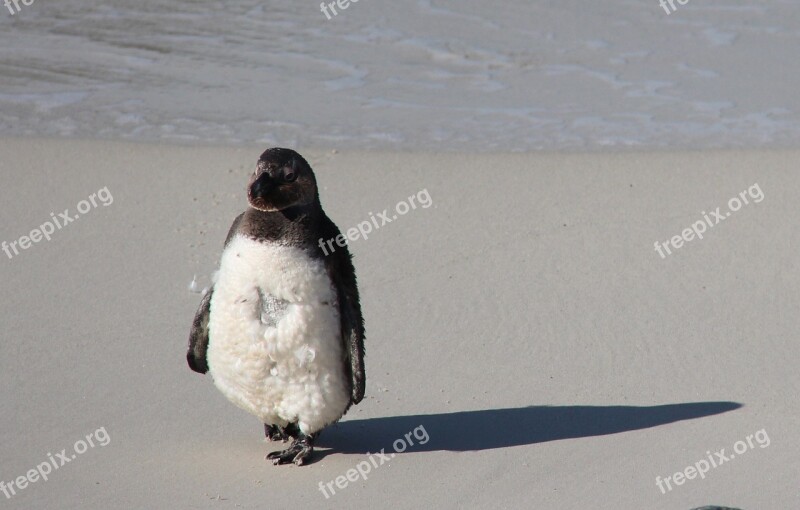 Penguin Africa Beach Wildlife Nature