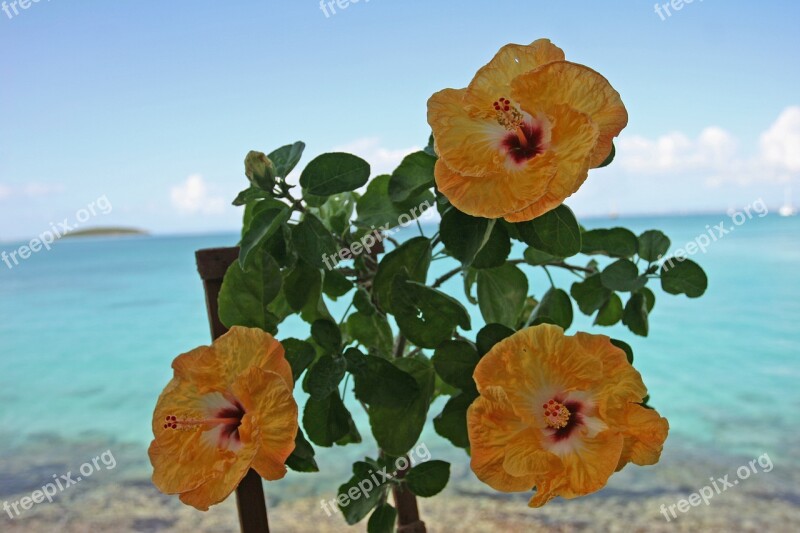 Guadeloupe Hibiscus Sea Free Photos