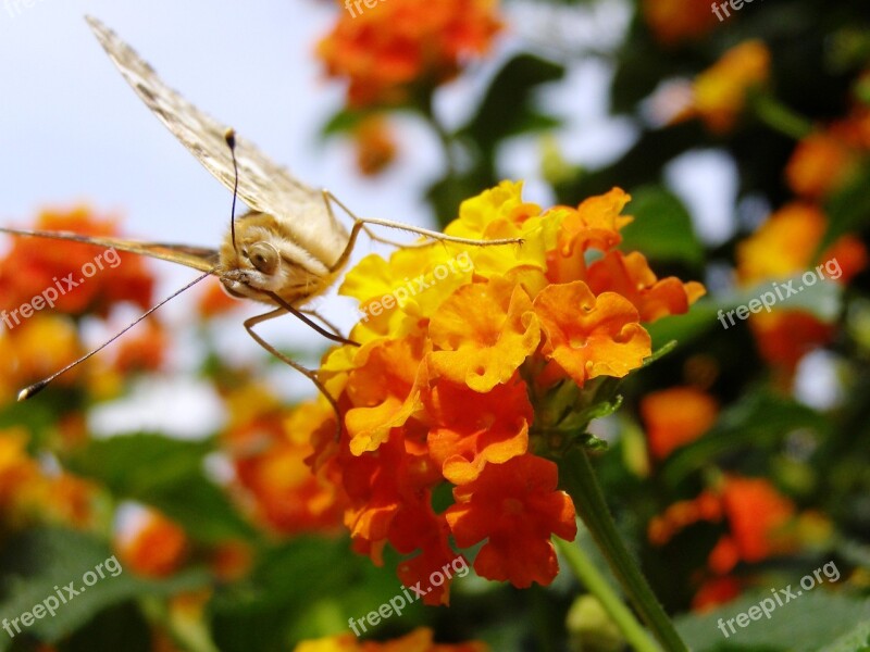 Butterfly Diestel Falter Lantana Free Photos