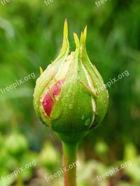 Rosebud Drop Of Water Close Up Garden Wet