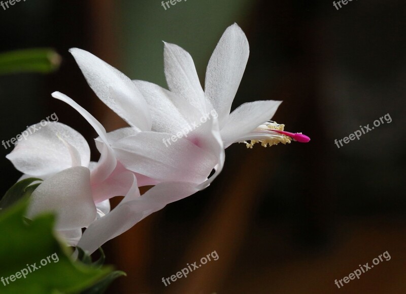 Flower Room Zigokaktus Decembrist White Free Photos