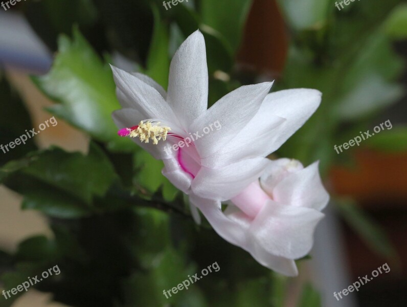 Flower Room Zigokaktus Decembrist White Free Photos