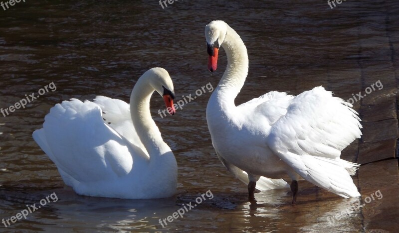 Two White Swans Water Lake