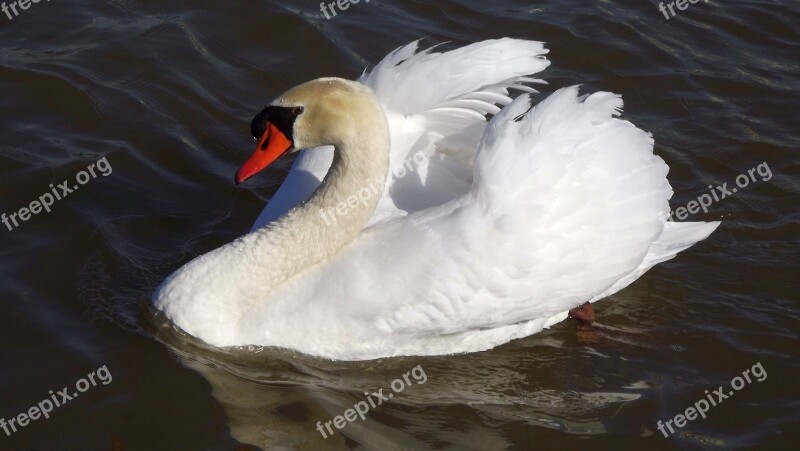 White Swan Lake Bird Wild Birds Nature