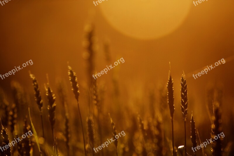 Spot Sun Wheat Spikes Agriculture