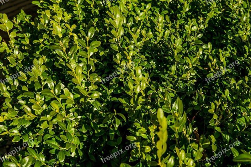 Hedge Green Hell Plant Leaves