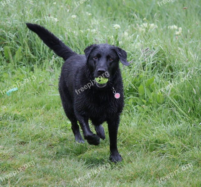 Dog Labrador Ball Chase Animal