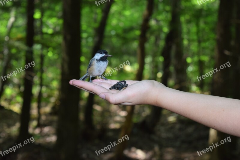 Tit Bird Hands Forest Seeds For Birds