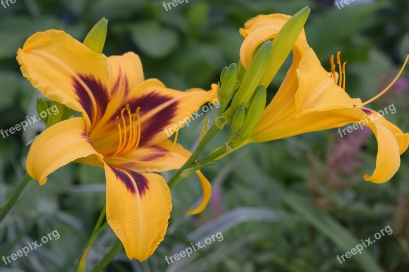 Daylilies Yellow Flowers Garden Free Photos