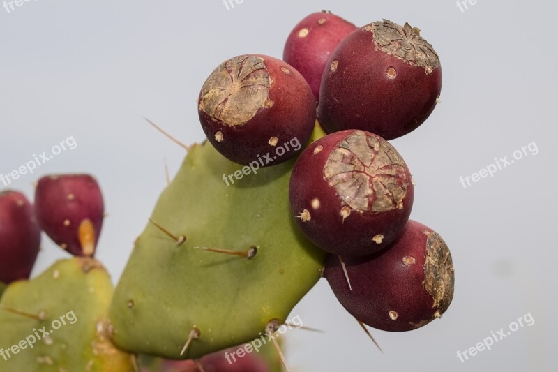 Cactus Plant Nature Fruit Thorn