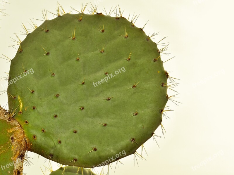 Cactus Plant Nature Leaf Thorn