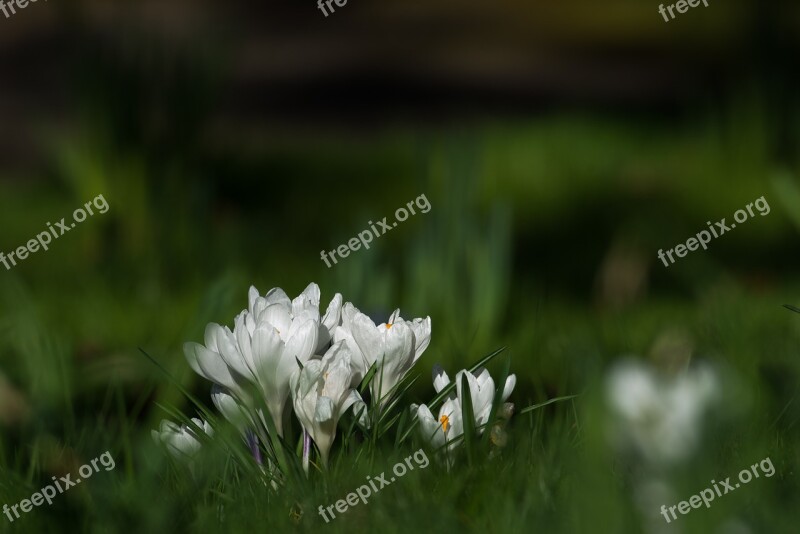 Crocus Flowers Spring Frühlingsanfang White