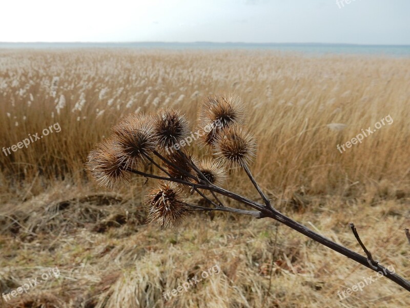 Geltinger Bakshi Hook And Loop Closure Reed Baltic Sea Landscape