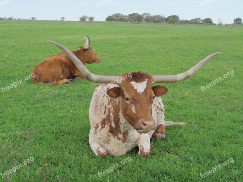 Texas Longhorn Cattle Cows Farm