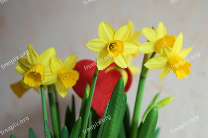 Flowers Yellow Flower Nature Plant Narcissus