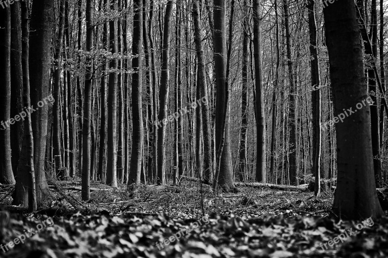 Forest Trees Nature Landscape Branch Branches