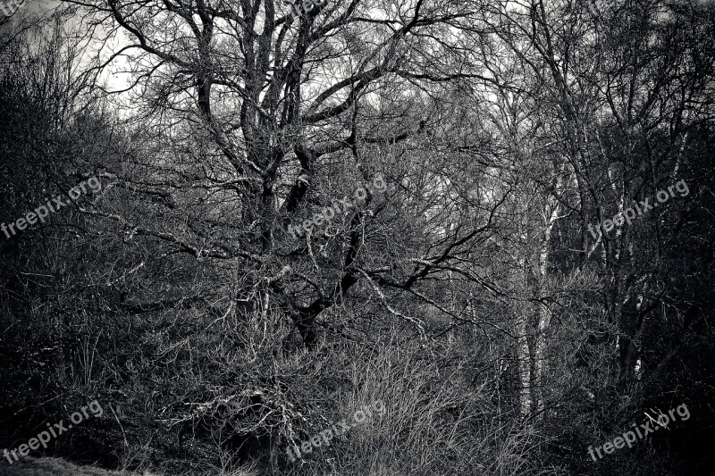 Forest Trees Nature Landscape Branch Branches