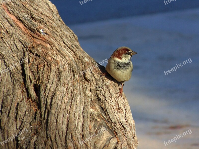 Ave Sparrow Bird Little Bird Fauna