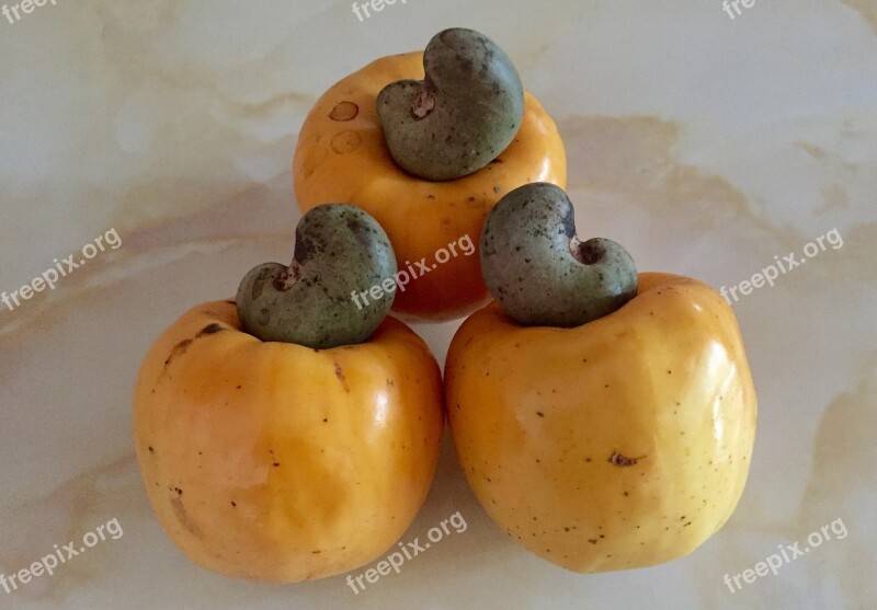 Cashew Fruit Cashew Fruit Cashew Nut Food