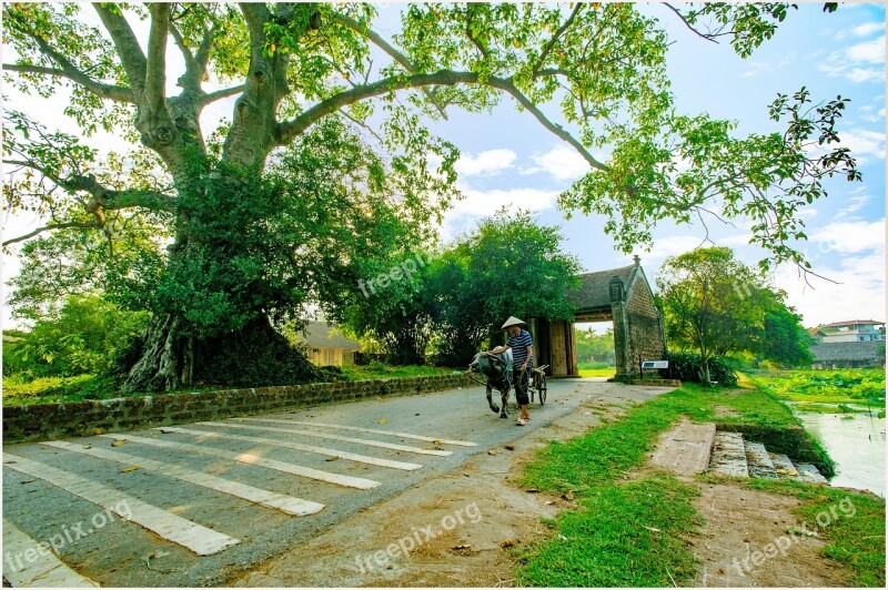 Forestry Road Hanoi Buffalo Blankets Out Of Copper Free Photos