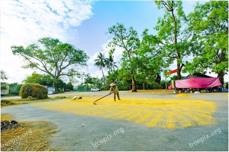 Forestry Road Hanoi Grain Drying Harvest Free Photos