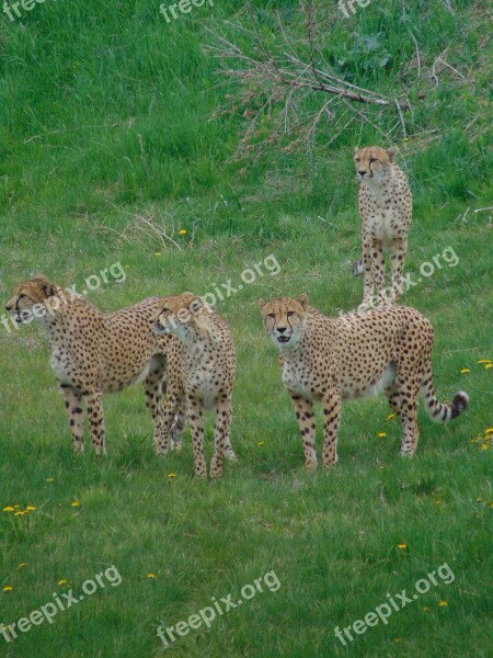 Cheetah Family Wild Animals Africa Feline