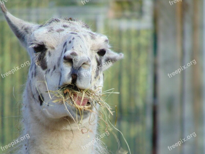 Lama Ruminant Tooth Animal Head